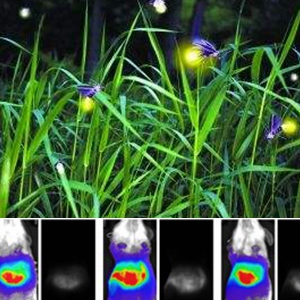 dos luciferasa sistemas para alto brillo  bicolor imágenes de bioluminiscencia